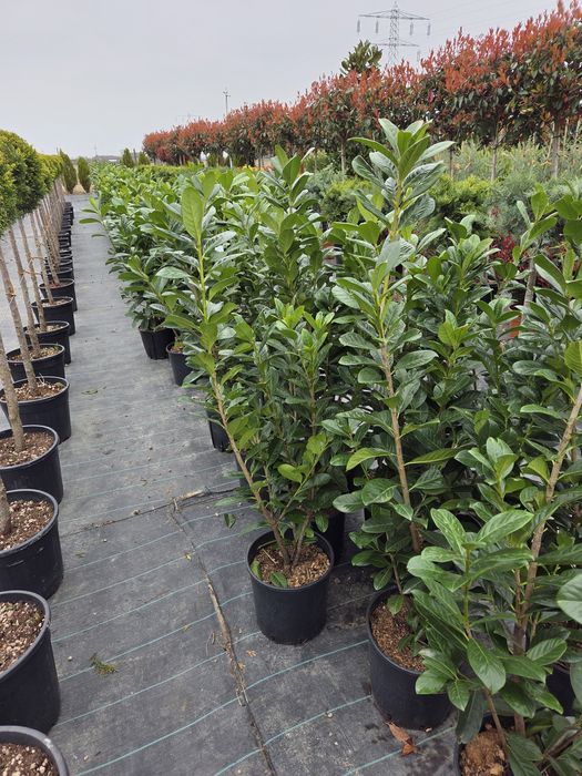 Vindem Mesteacan Alb 3-6 m