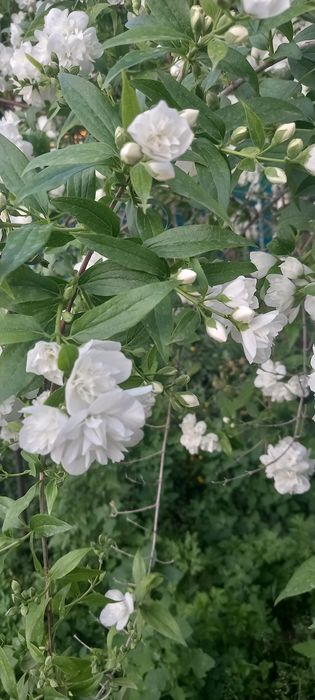 Продам саженцы жасмина