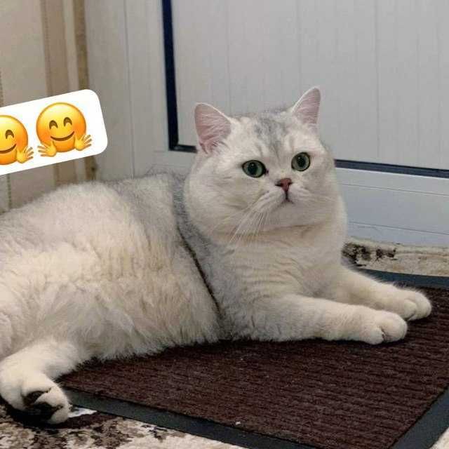 Продается шикарный котенок Белый мальчик.