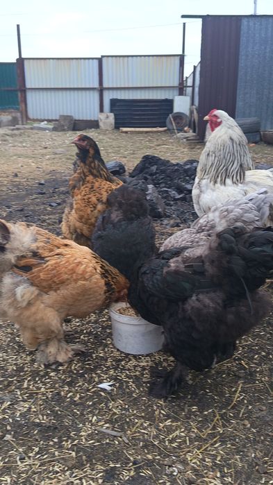 Инкубационный яицо