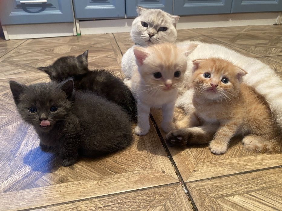 Продам Котят Шатландских