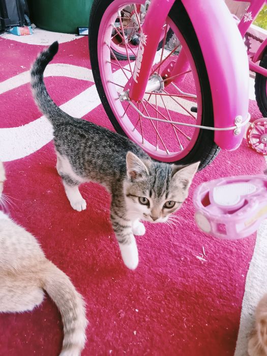 Кошки продаеться