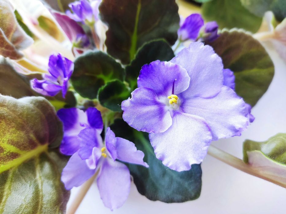 Продам цветок Фиалка