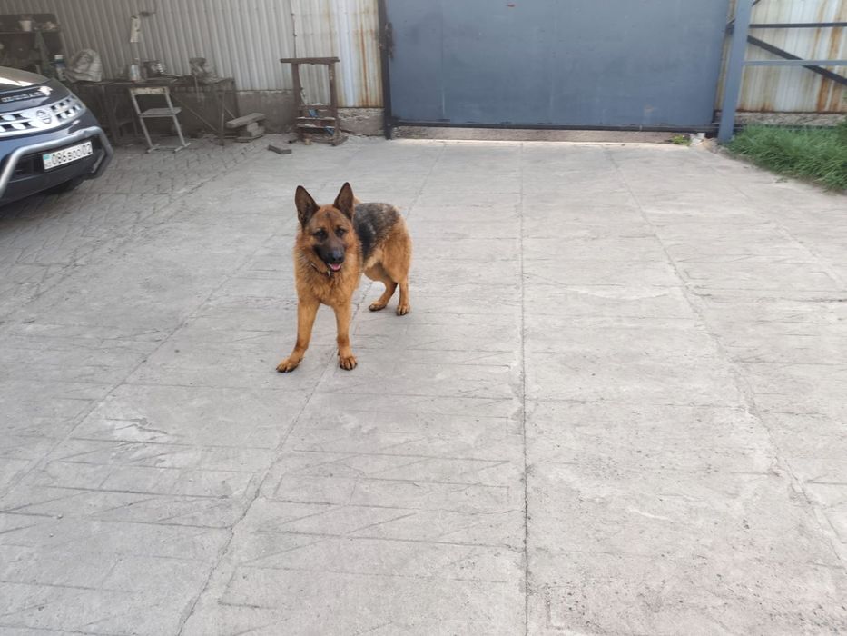 Немецкая овчарка