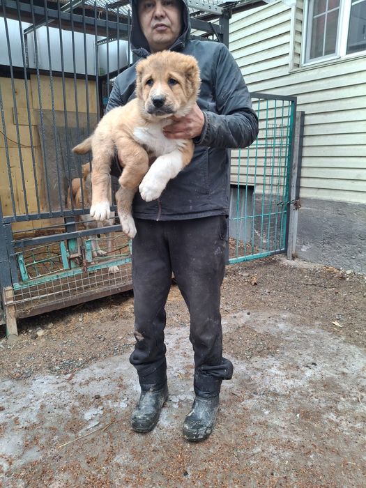 САО тобет алабай