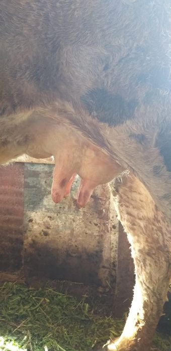 Сүтті сауын сиыр,  алатау парода..