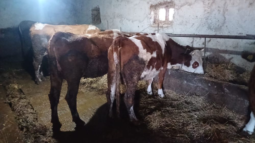 Vaci și jurinci gestante