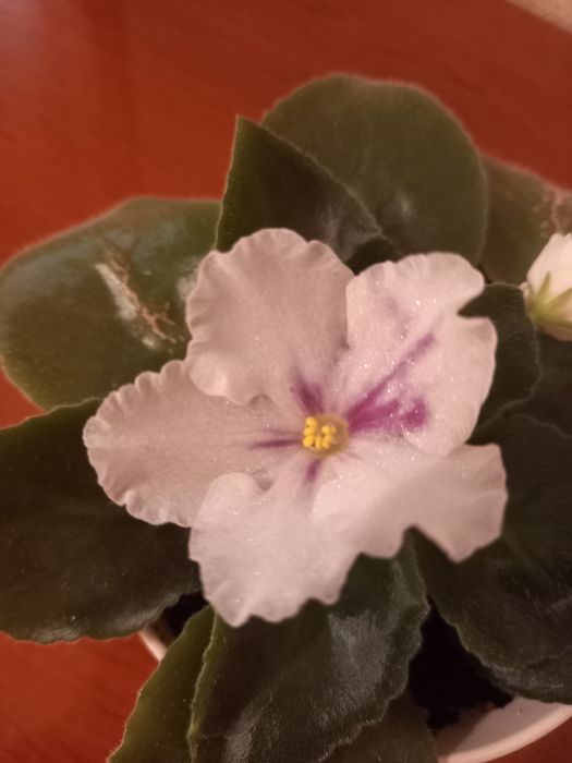 Продам фиалку . .