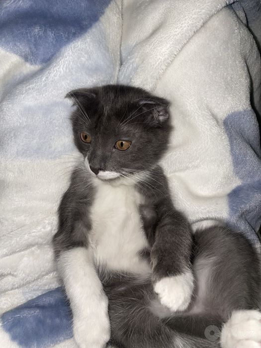 Котенок в добрые руки