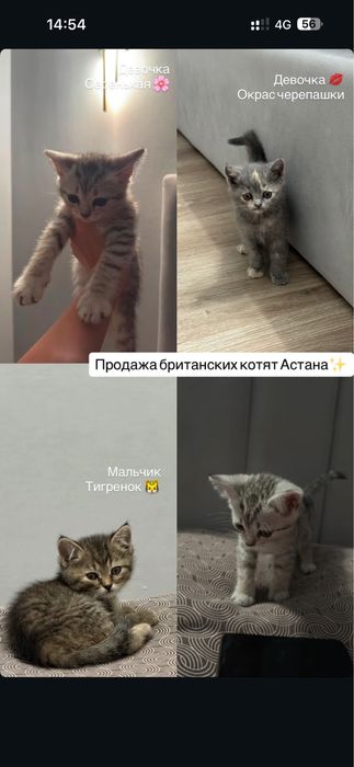 Продам британских котят