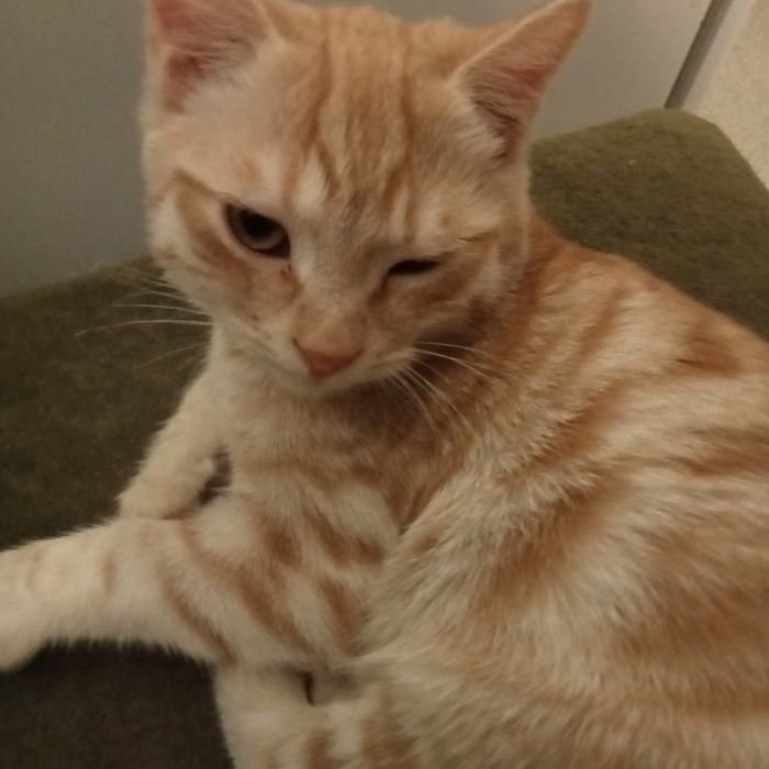 Раздам котят 3,5 месяца. Британцы короткошерстные.