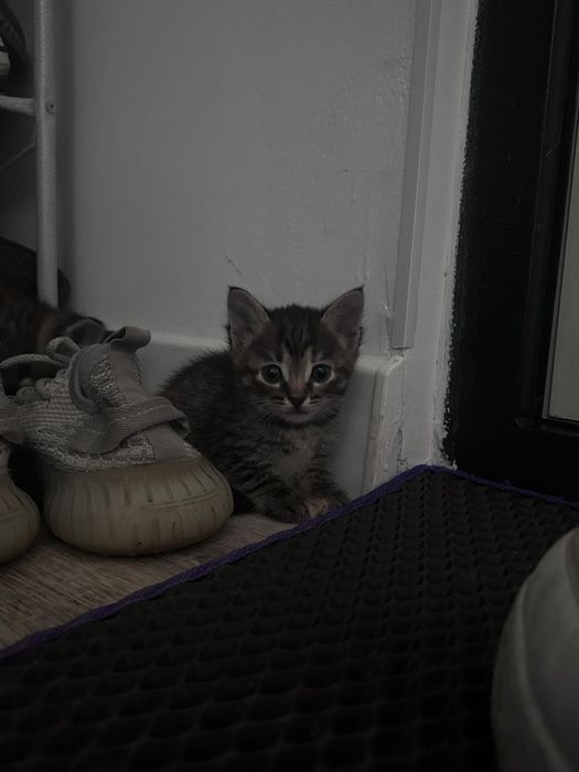 Отдам котят в добрые руки