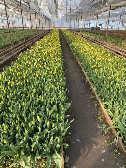 Голландские тюльпаны оптом к 8 Марта !