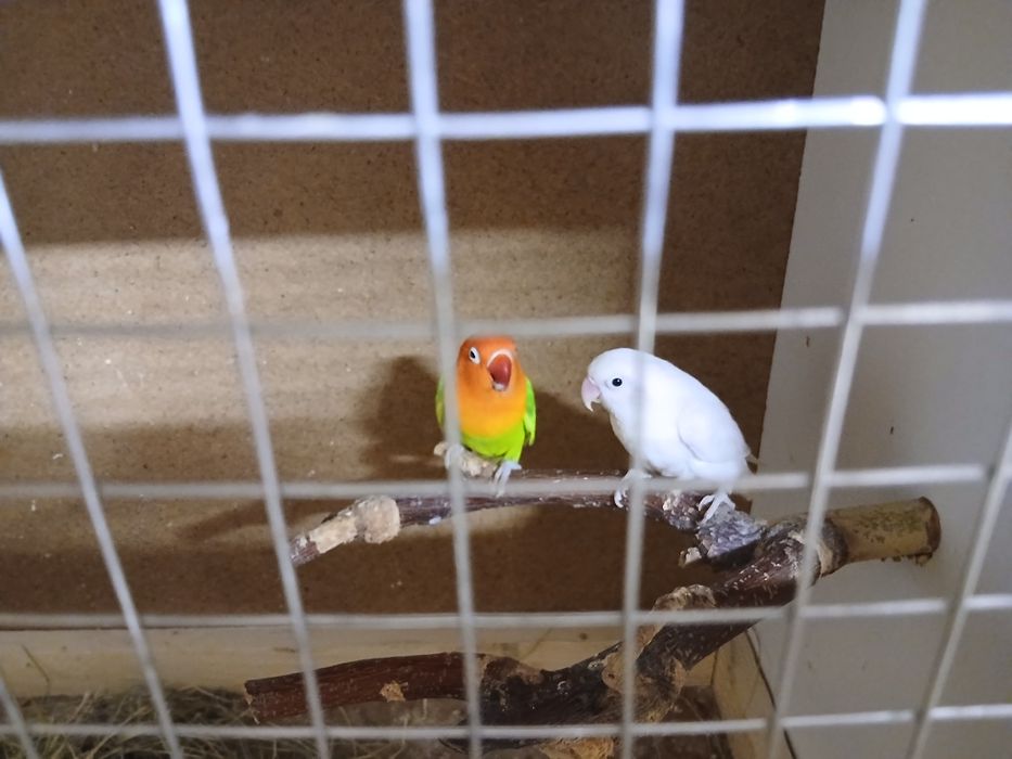 Pereche agapornis fisher