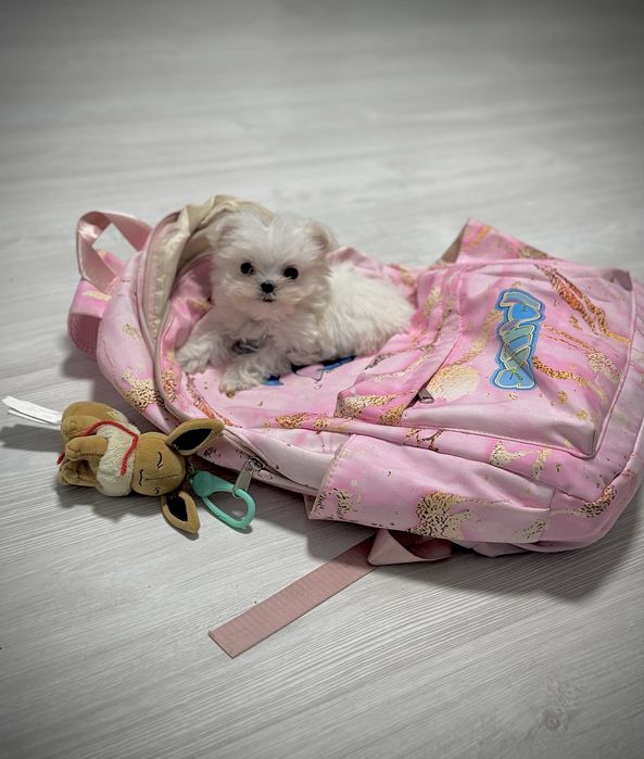 Bichon maltese / maltez toy