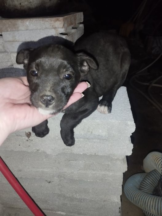 Щенки стаффа помесь бесплатно