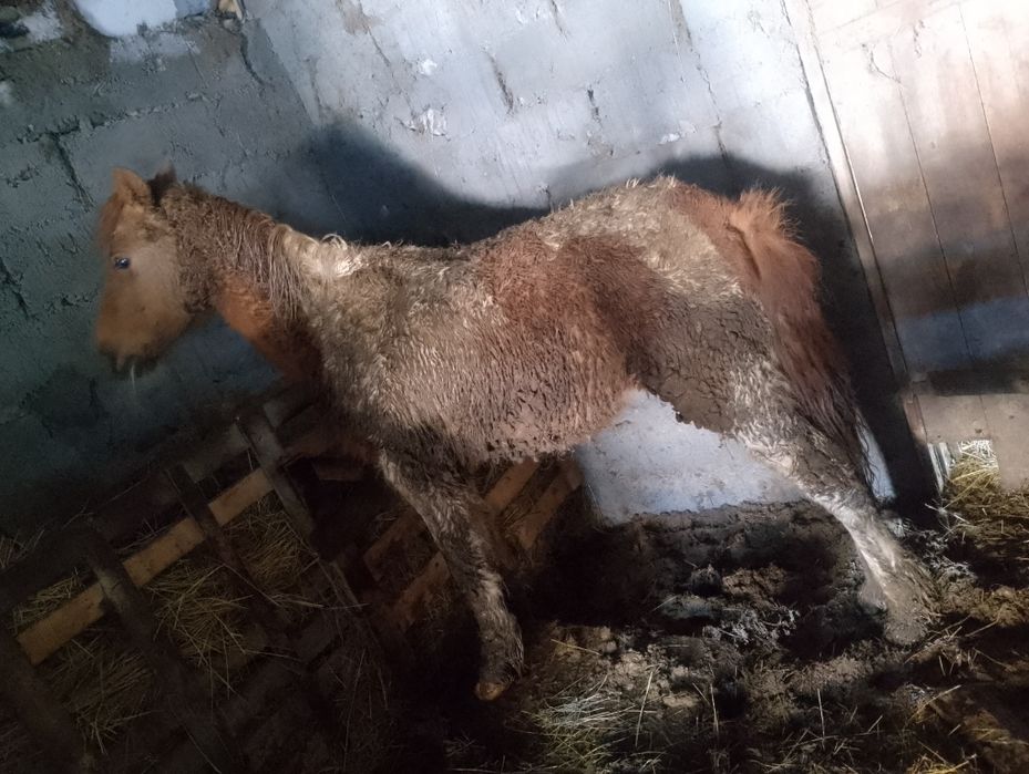 Продам тай хороши