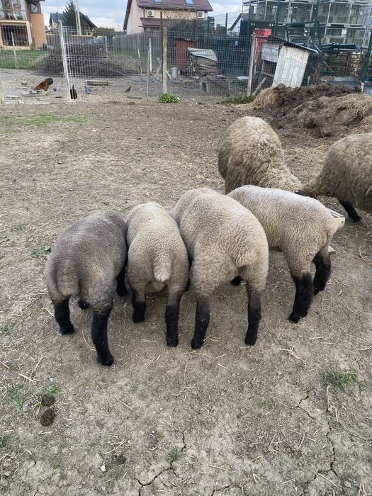 Vand oi cu miei Suffolk