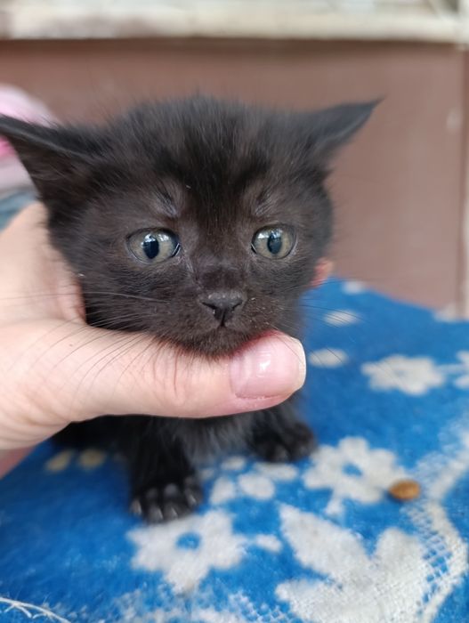 В самые добрые руки