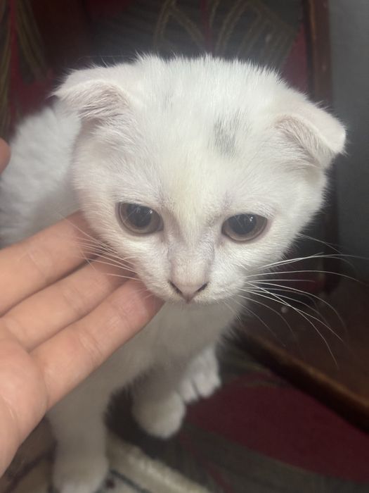 Белая кошка        .
