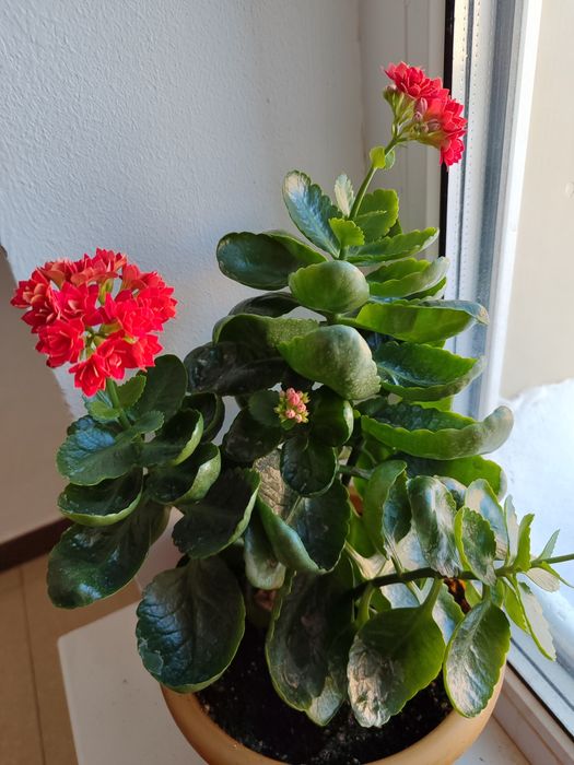 Коланхое, комнатные цветы