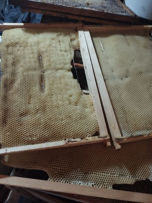 Vând urgent rame clădite, 1/1, pentru albine