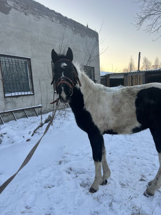 Продам 1.5 тай обученый