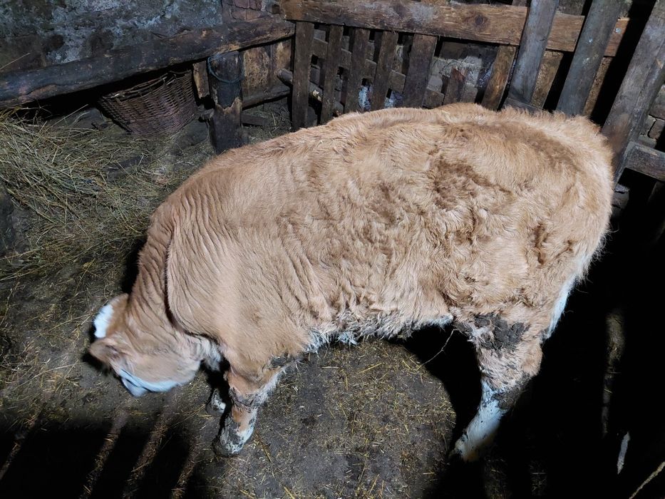 2 vaci fătate cu viței caută locație nouă