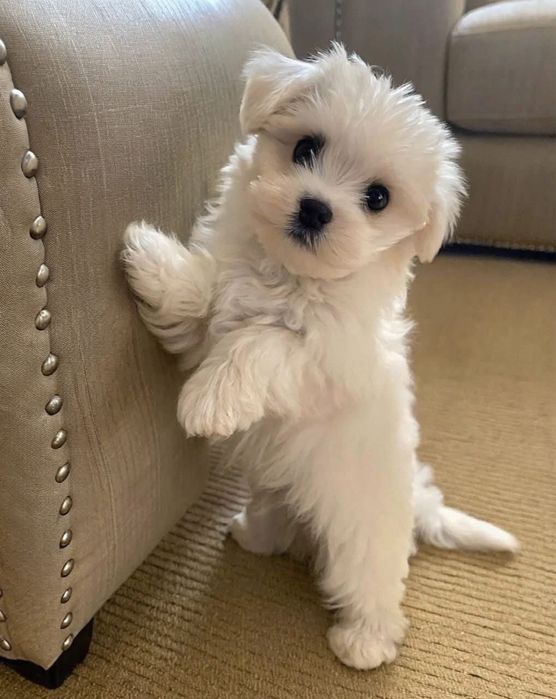 Bichon maltez mini toy