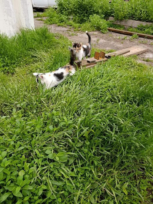 Отдам котят в добрые руки