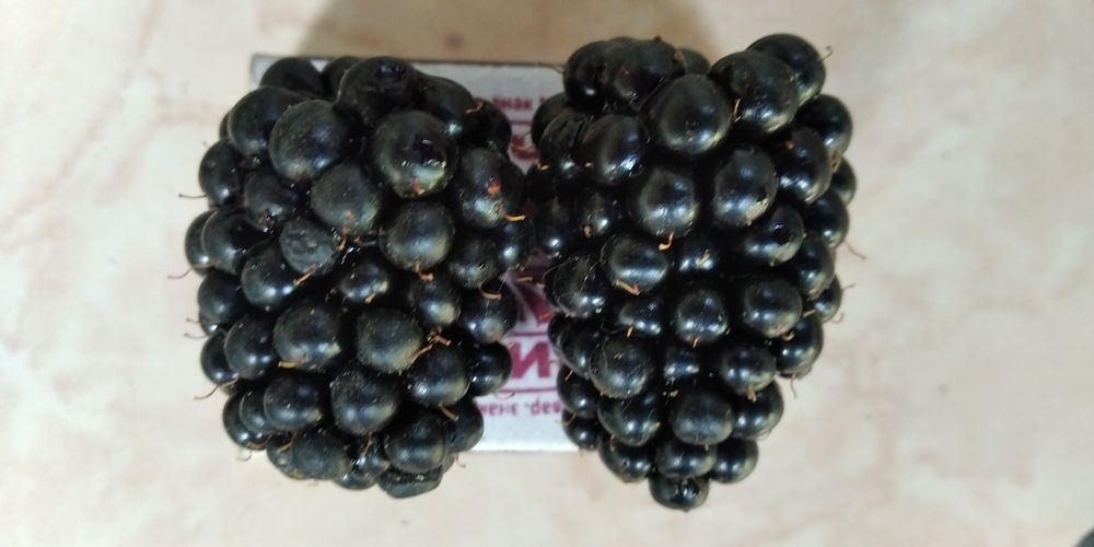 Ежевика Маймунжон Қора малина Честер нави