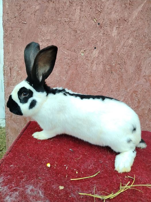 Vând Fluture German