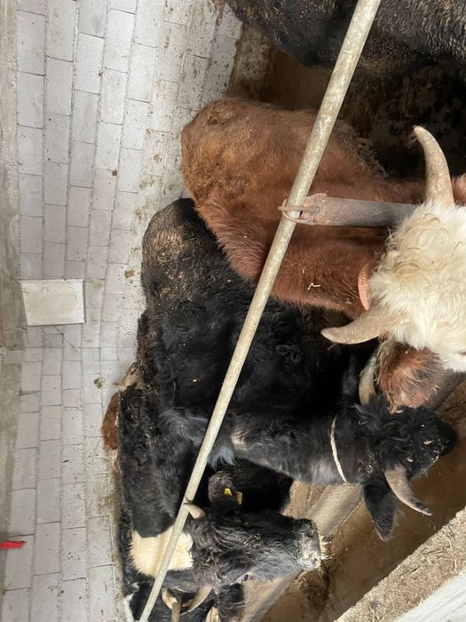 Продам бычков на откорме