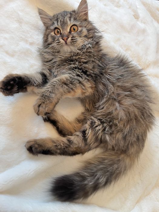 котенок бесплатно в добрые руки