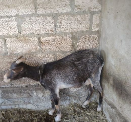 Ешкілер сатылады