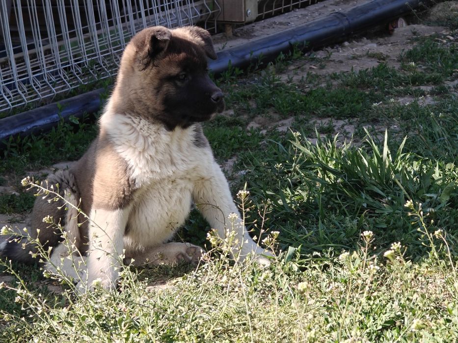 Cățel Akita american