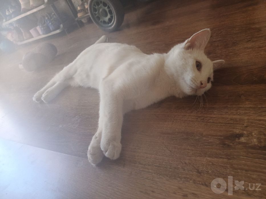 Отдам даром белий котик