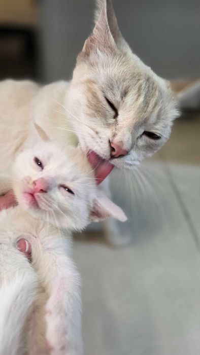 Котенок кошка котята