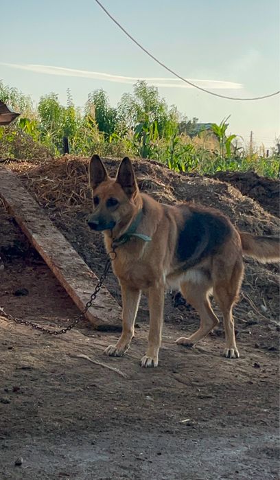 Продается Овчарка цена договор