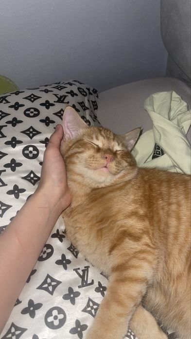 отдам кота в хорошие руки!
