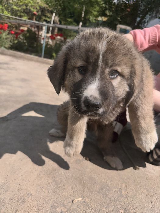 Отдам щенков в добрые руки