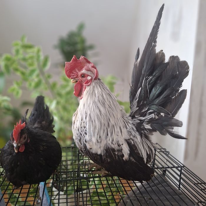 Куры шабо семья.