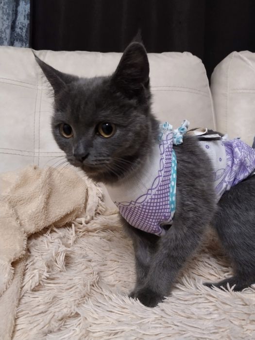 Ищем дом кошечке