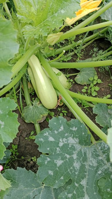 Продам дачу, с/о Эврика