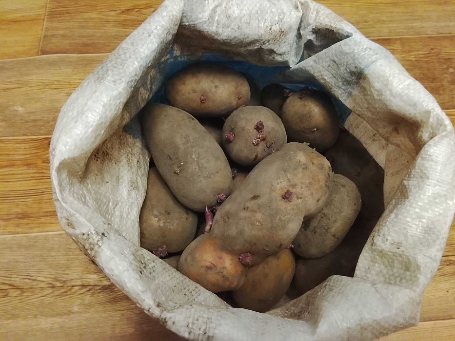 Продам картофель