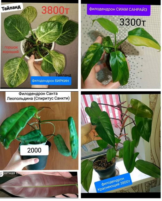 КОМНАТНЫЕ растения 1000т