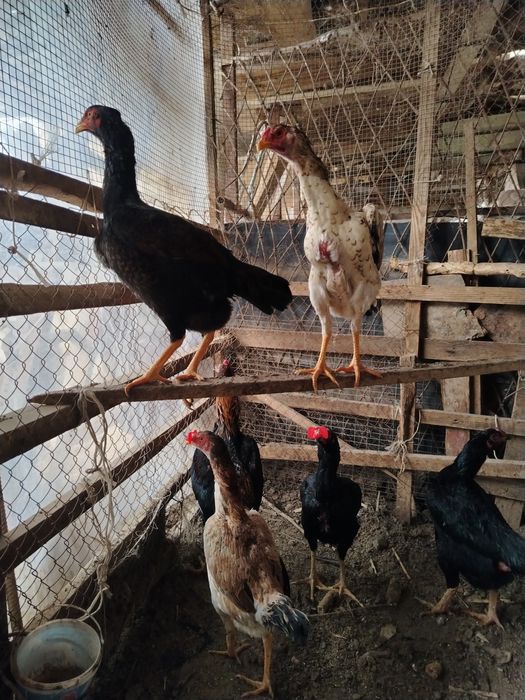 Дакан Тухум сотилади