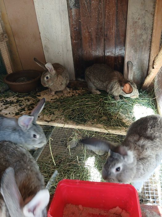 Кролики великан гибрид