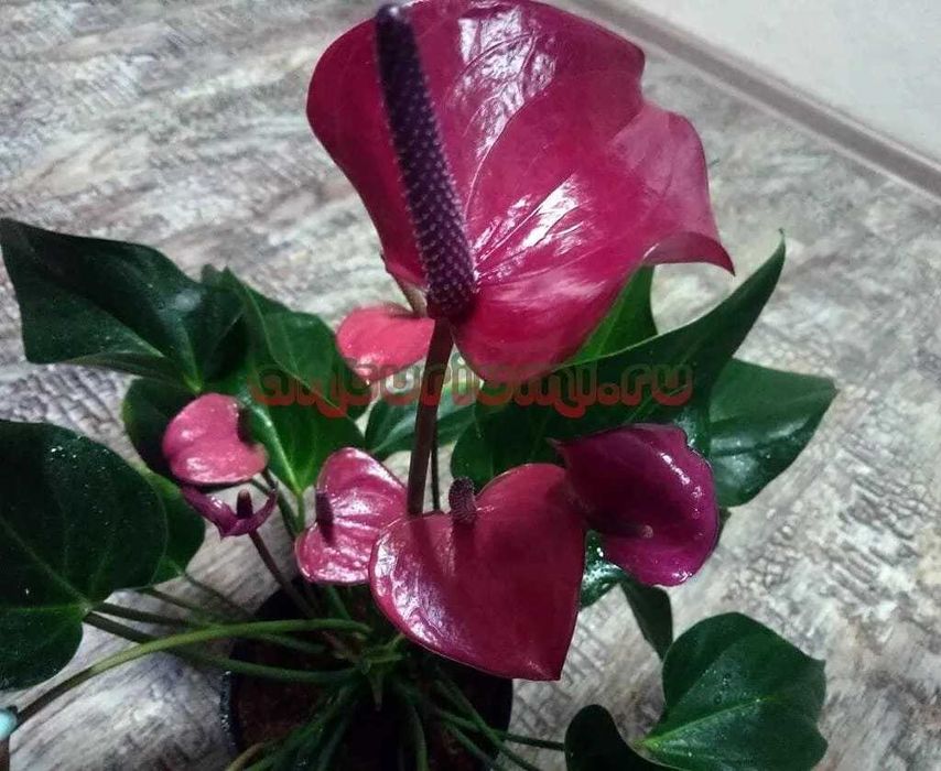 Антуриум Karma Purple (Cirano)