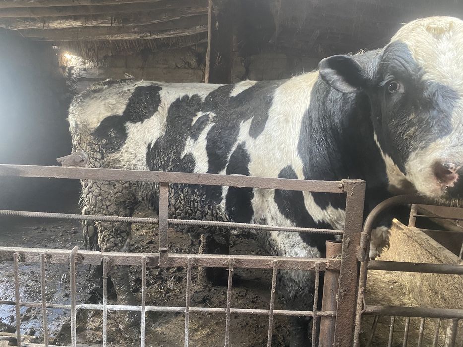 Бык породистый на табун